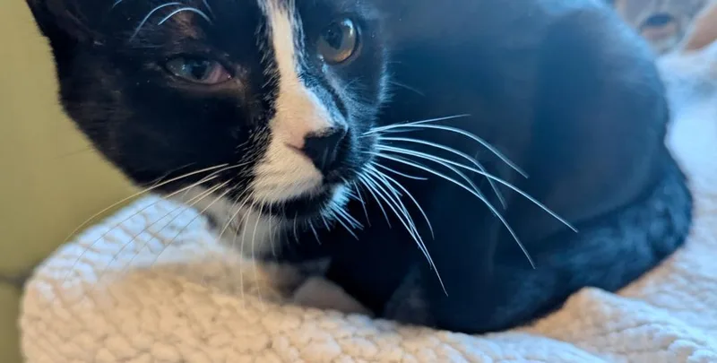 A baby medium-sized female Domestic Short Hair cat named Pickles for adoption in Rice Lake, WI