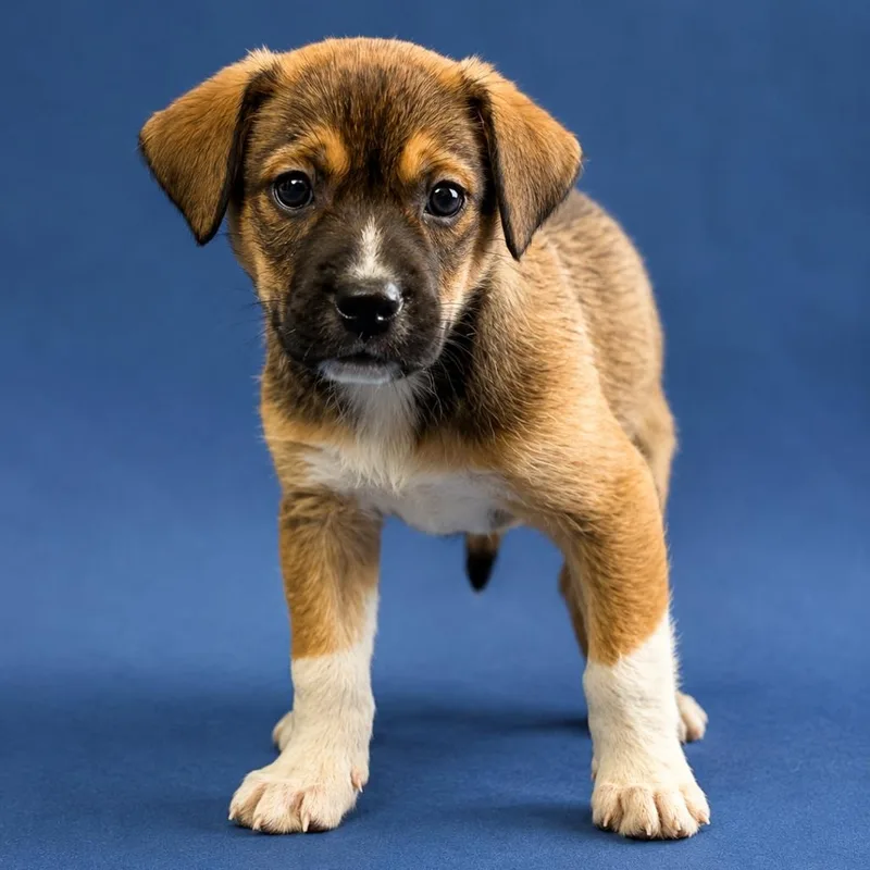 A baby small-sized male Beagle dog named Reef for adoption in Hughesville, MD