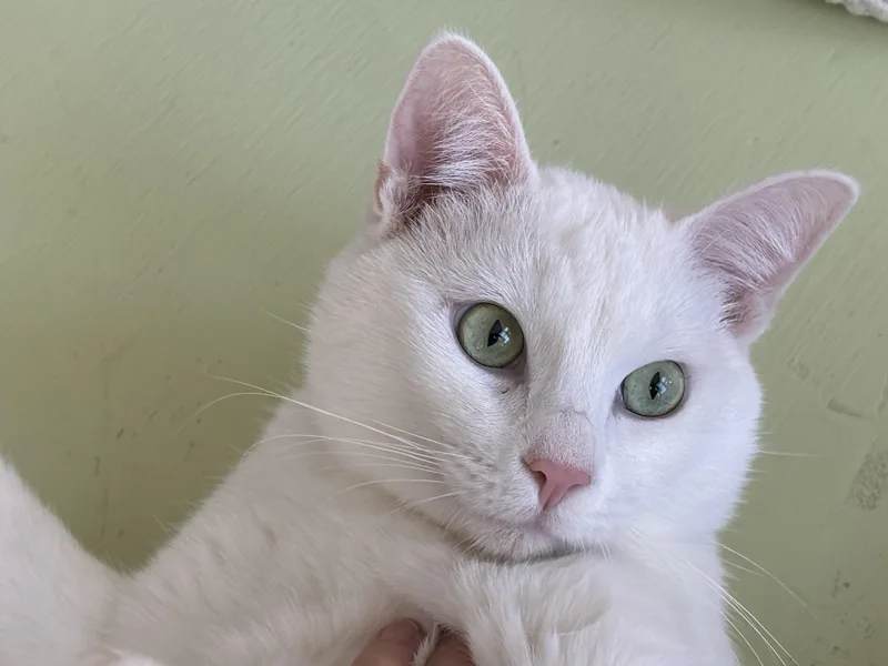 Northstar thumbnail 2