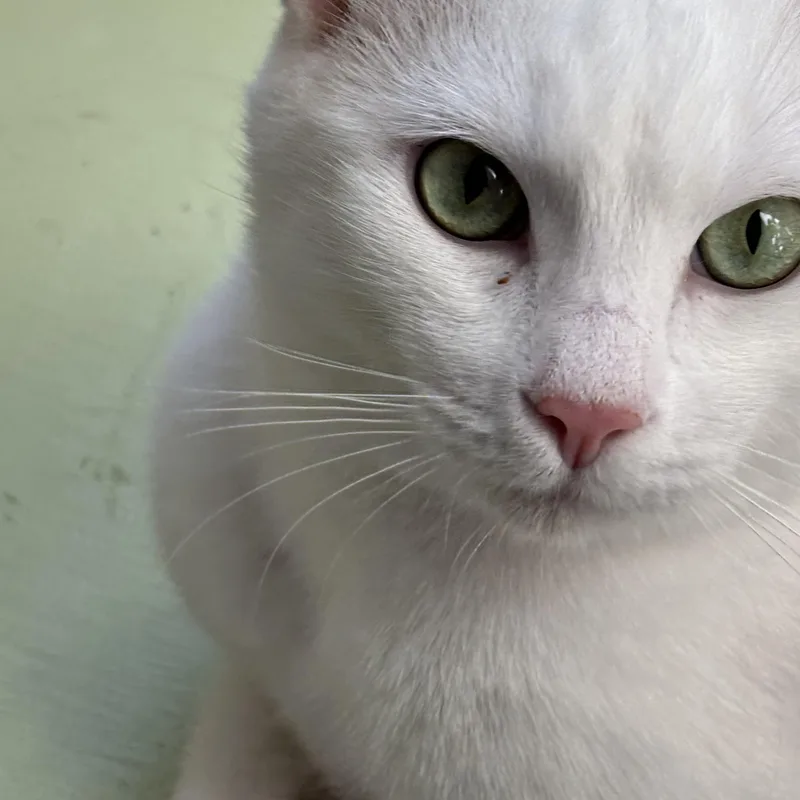 Northstar thumbnail 3