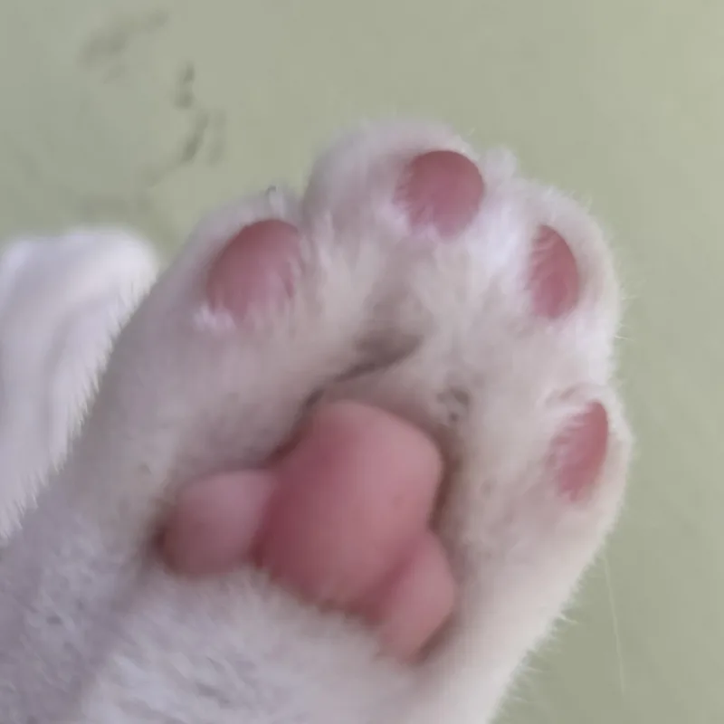 Northstar thumbnail 4