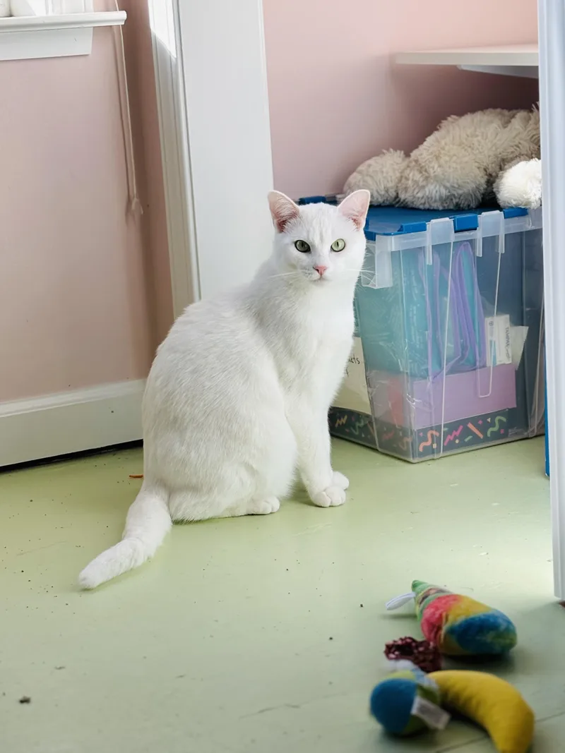 Northstar thumbnail 5