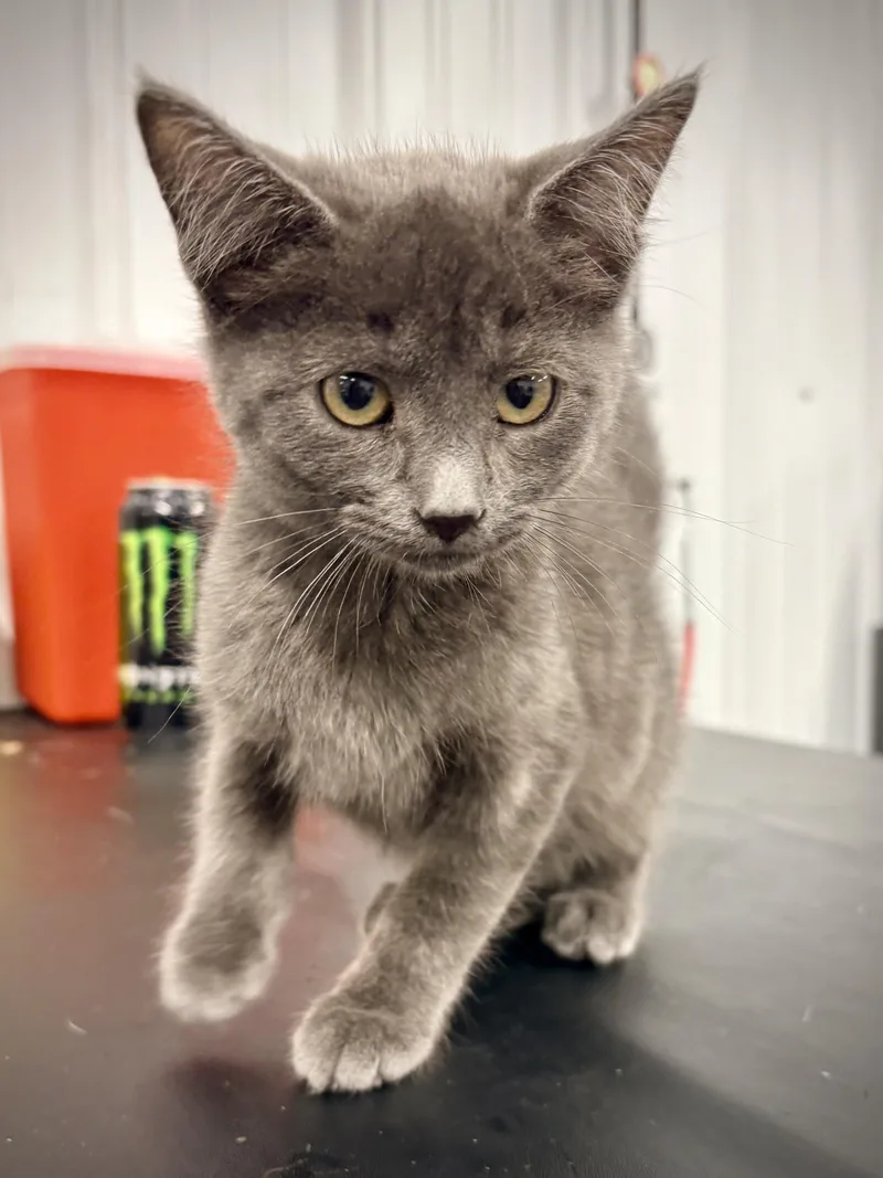 A baby small-sized female Gray / Blue / Silver Domestic Short Hair cat named Jendayi for adoption in Kalamazoo, MI