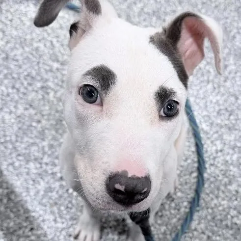 A baby large-sized female White / Cream Mixed Breed dog named Sofia for adoption in DeKalb, IL
