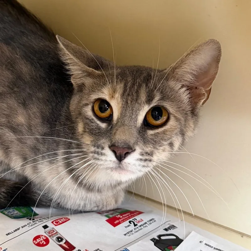 A young medium-sized female Gray / Blue / Silver Domestic Short Hair cat named Gigi for adoption in DeKalb, IL