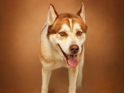 An adult medium-sized male Husky dog named Oso for adoption in Bowling Green, KY
