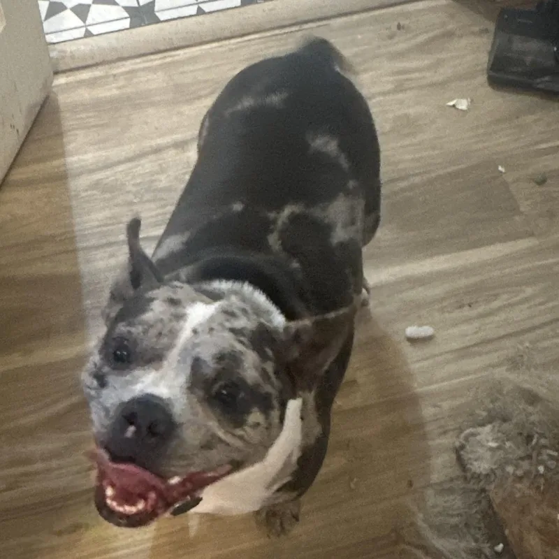 An adult medium-sized female Merle (Blue) French Bulldog dog named Tilly for adoption in Oklahoma City, OK