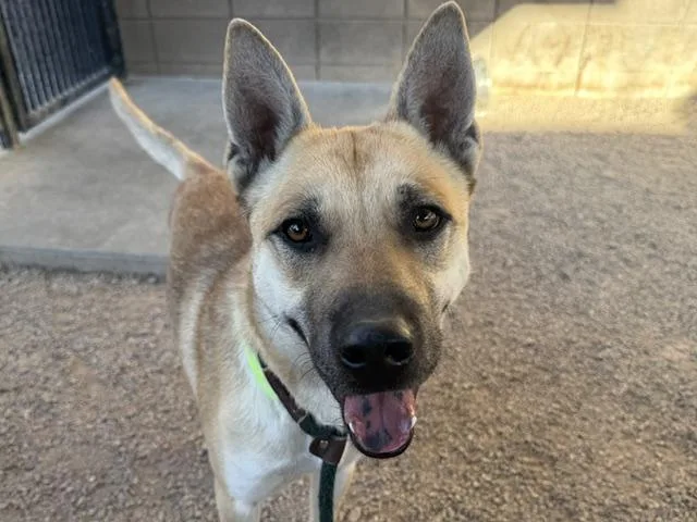 A young medium-sized male German Shepherd Dog dog named Woody for adoption in Tucson, AZ