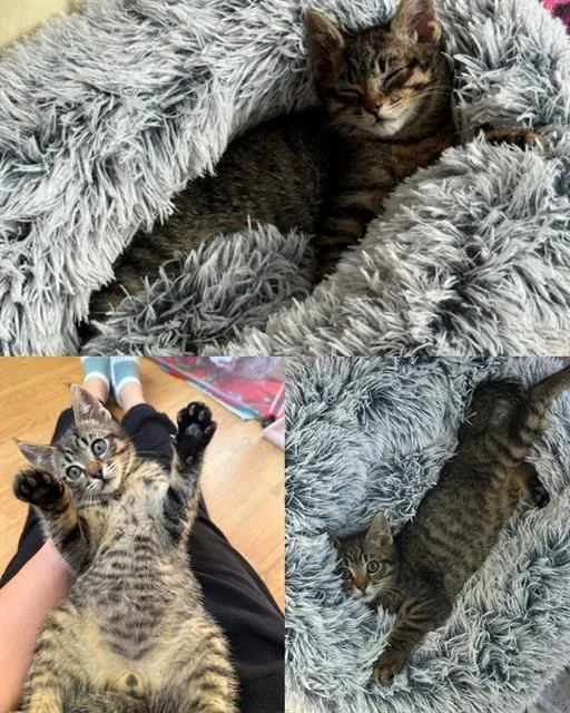A baby small-sized male Domestic Short Hair cat named Mowgli for adoption in Kent, WA