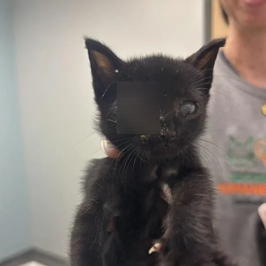 A baby small-sized female Black Domestic Short Hair cat named Jasper for adoption in Jacksonville, FL
