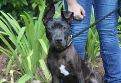 An adult medium-sized male American Bulldog dog named Fleetwood for adoption in Brunswick, GA