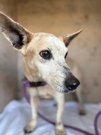 A senior medium-sized female Terrier dog named Lola for adoption in Honolulu, HI