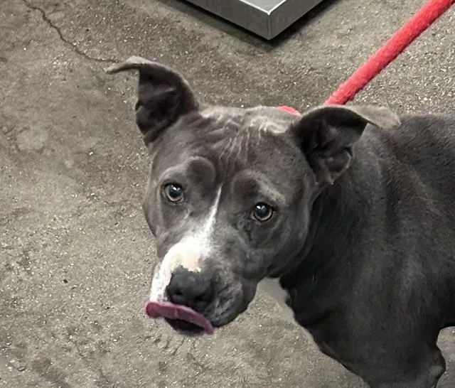 An adult medium-sized female Pit Bull Terrier dog named Arya for adoption in Tucson, AZ