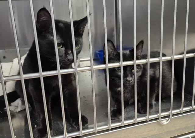 A baby small-sized male Domestic Short Hair cat named Mr. Pfeiffer for adoption in Decatur, IL