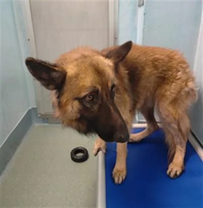 An adult medium-sized male German Shepherd Dog dog named Dutch for adoption in Baldwin Park, CA