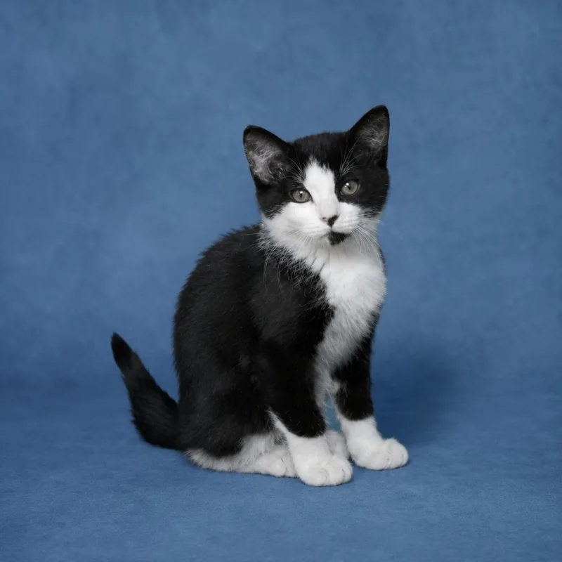 A baby large-sized male Black & White / Tuxedo Domestic Short Hair cat named Cosmo for adoption in Heber Springs, AR