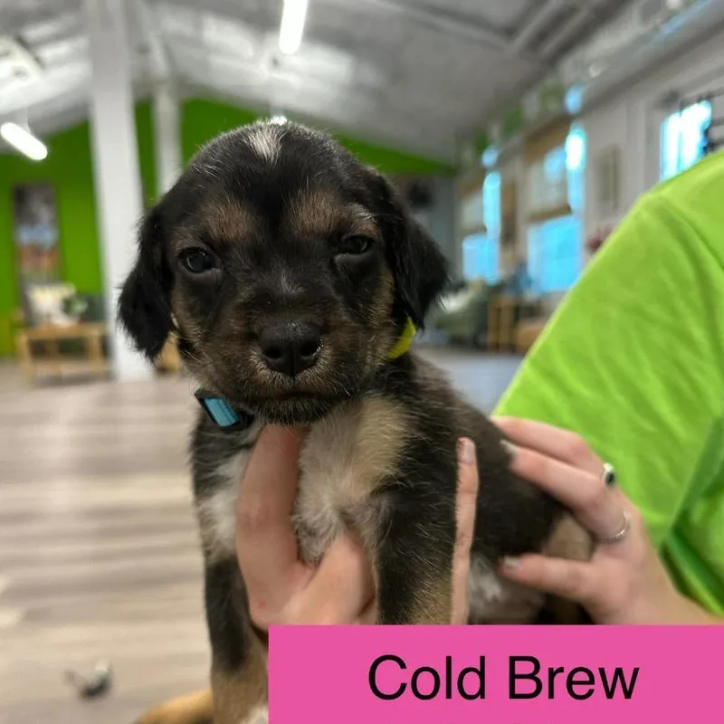 A baby medium-sized female Black Cattle Dog named Cold Brew for adoption in Tampa, FL