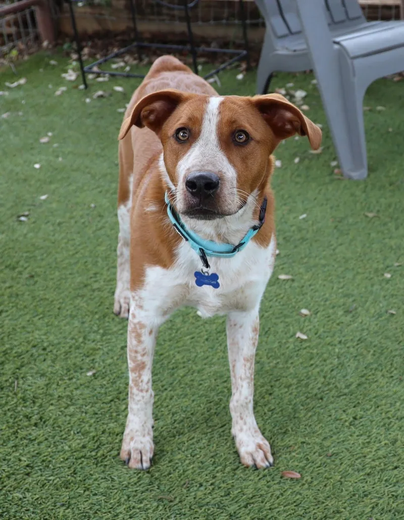 A young medium-sized male Australian Cattle Dog / Blue Heeler dog named Buckley for adoption in Keller, TX