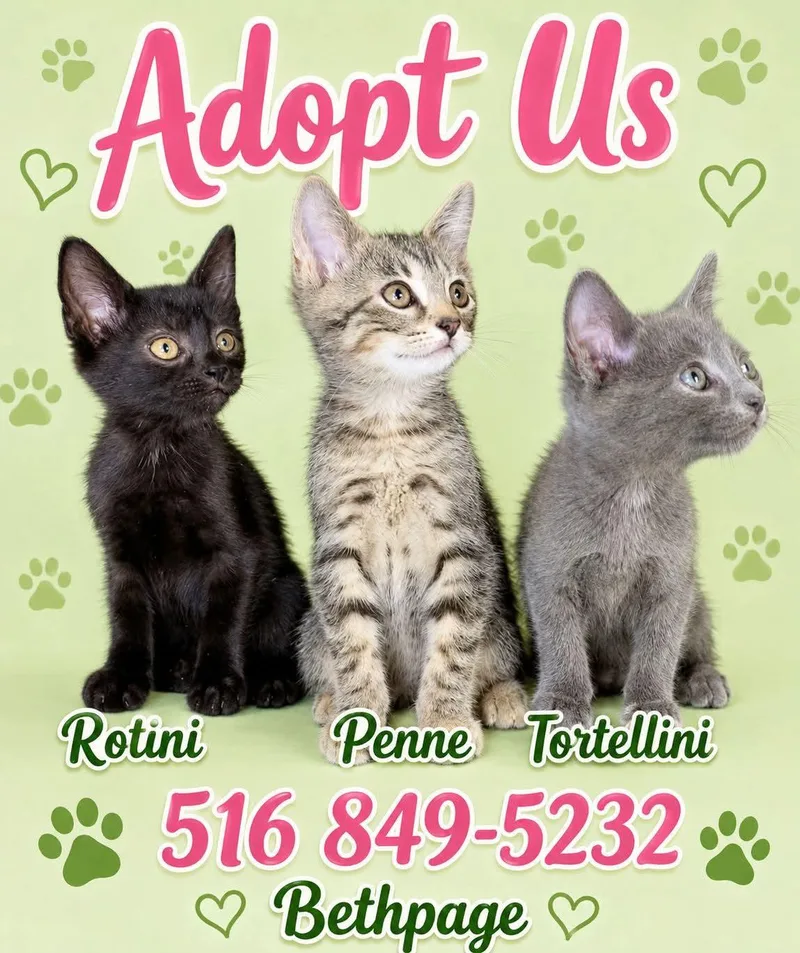 A baby medium-sized female Gray / Blue / Silver Domestic Short Hair cat named Tortellini for adoption in Bethpage, NY