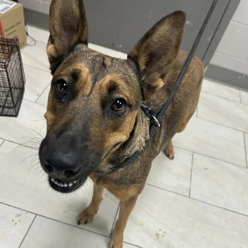 An adult medium-sized female German Shepherd Dog dog named Dee Dee for adoption in Lufkin, TX