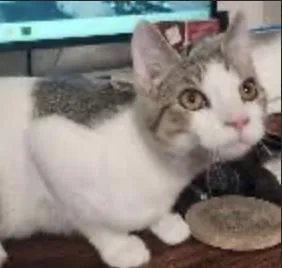 A baby medium-sized male Tabby (Buff / Tan / Fawn) Domestic Short Hair cat named Melvin for adoption in Cincinnati, OH