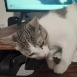 Melvin thumbnail 2