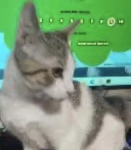 Melvin thumbnail 4