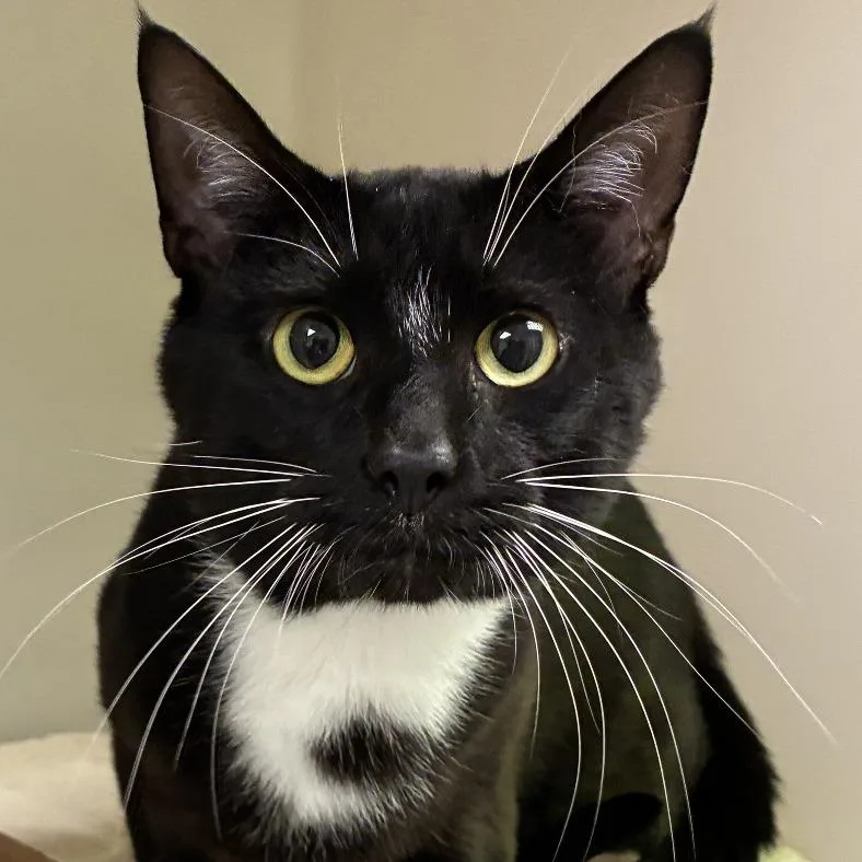 An adult medium-sized male Black Domestic Short Hair cat named Chico for adoption in Harrisonburg, VA