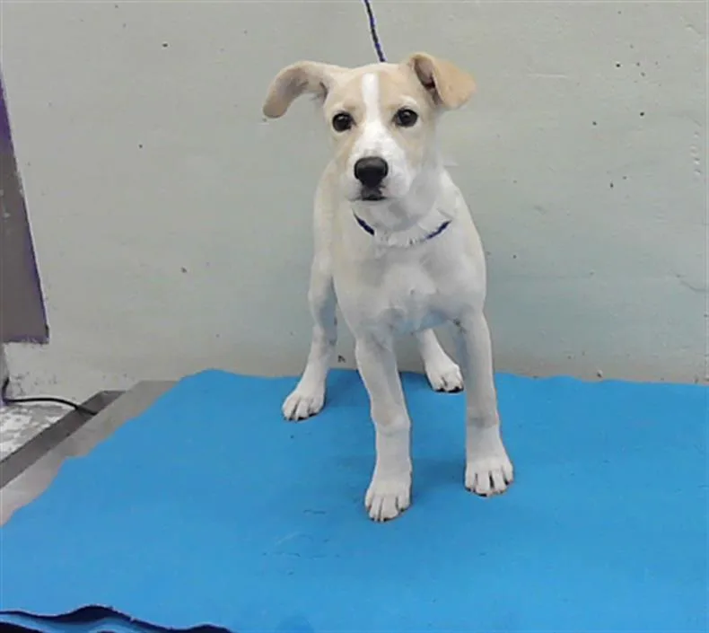 A baby small-sized female Labrador Retriever dog named A for adoption in Houston, TX
