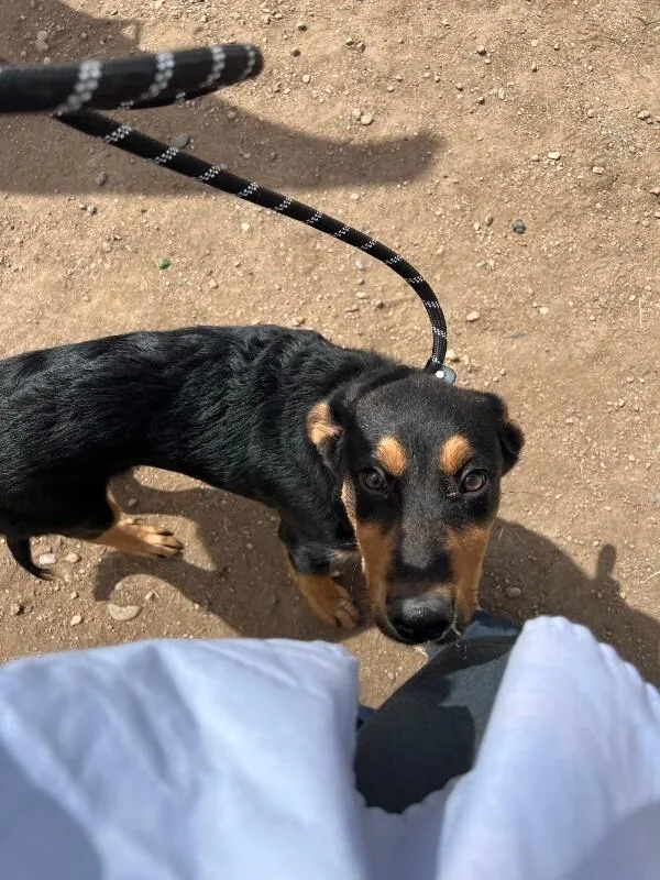 Sir Puppy