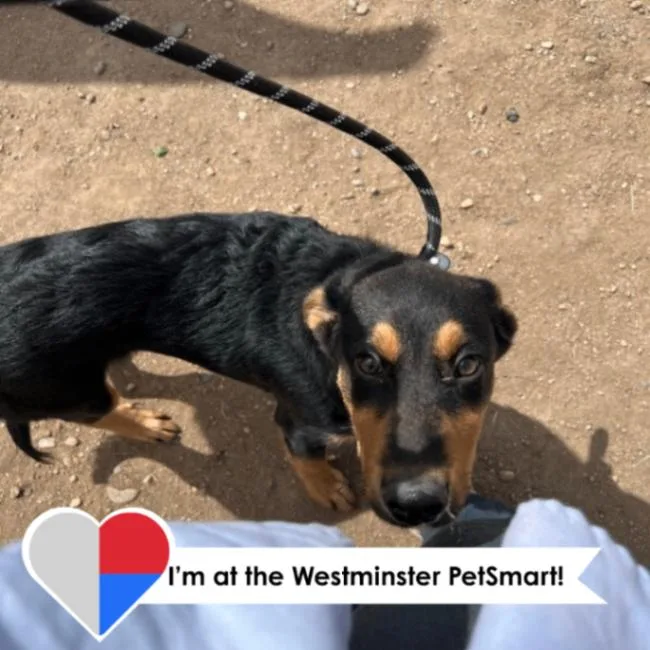 Sir Puppy thumbnail 3