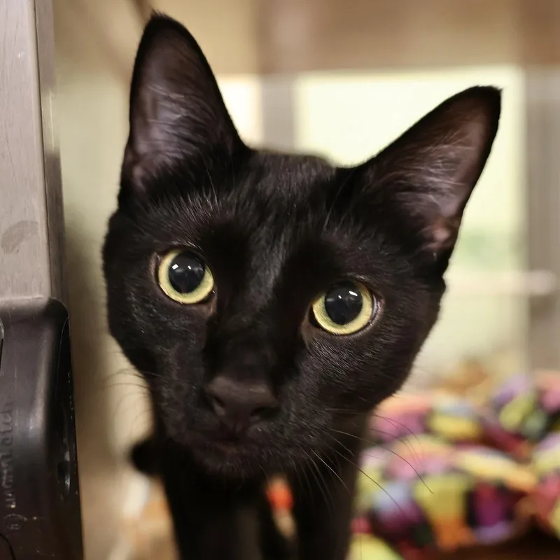 A young medium-sized male Black Domestic Short Hair cat named Louis for adoption in Briarcliff Manor, NY