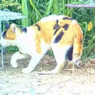 An adult small-sized female White Domestic Short Hair cat named Margarita for adoption in Nampa, ID