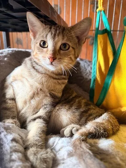 An adult small-sized female Domestic Short Hair cat named Steffy Forrester for adoption in Berwick, PA
