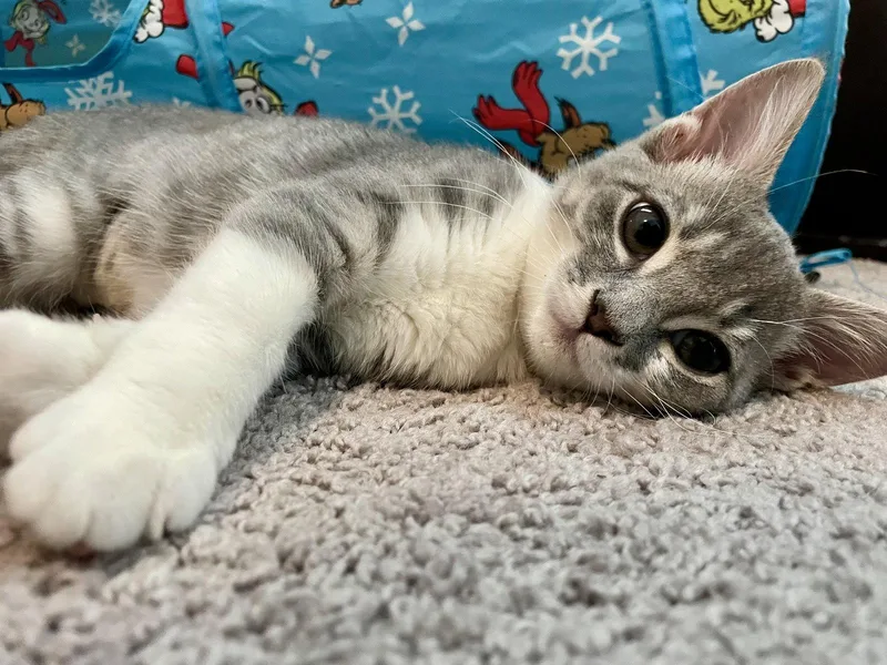 A young medium-sized female Gray & White Domestic Short Hair cat named Paloma for adoption in McKinney, TX