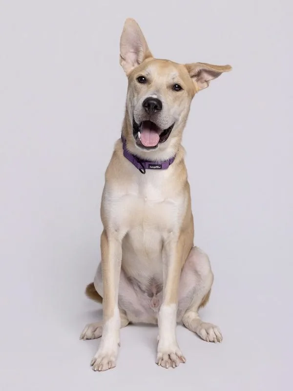 A young medium-sized male Mixed Breed dog named Stiyx for adoption in Austin, TX