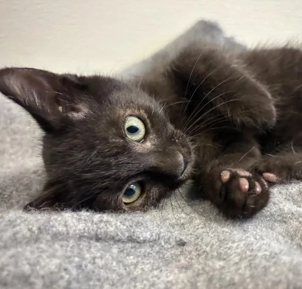 A baby small-sized male Domestic Short Hair cat named Cortado for adoption in Oakland, CA