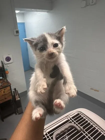 A baby small-sized male Domestic Short Hair cat named Roni for adoption in Daytona Beach, FL