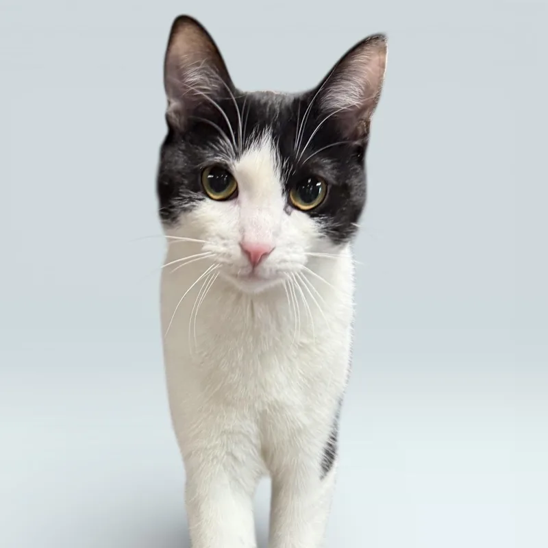 A young small-sized female Black & White / Tuxedo Domestic Short Hair cat named Liliana for adoption in Wyandotte, MI