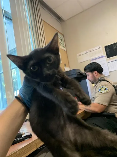 A baby small-sized female Domestic Short Hair cat named Bullseye for adoption in San Jose, CA