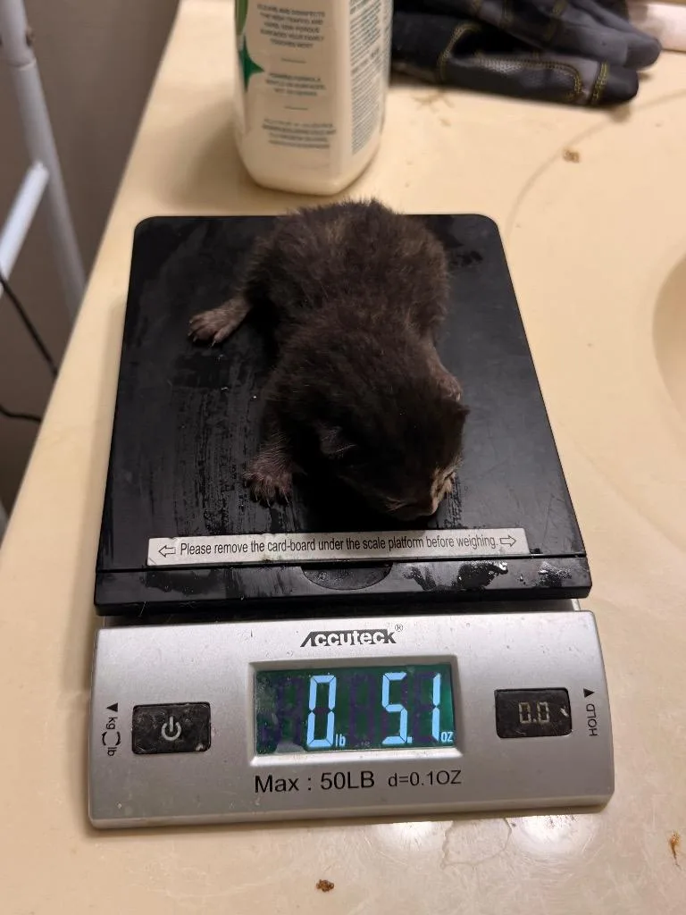 A baby small-sized female Domestic Short Hair cat named Rosario Salzar for adoption in Newnan, GA