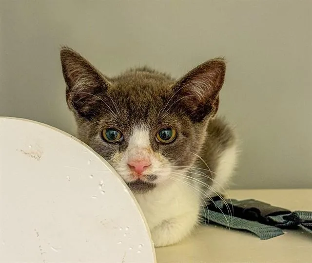 A baby small-sized female Domestic Short Hair cat named Sangria for adoption in Statesville, NC