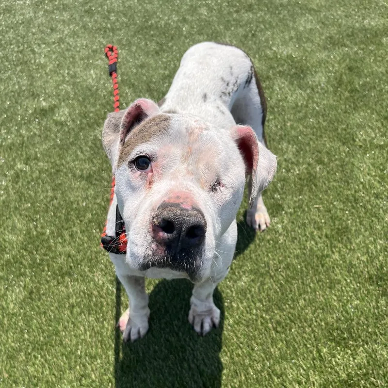 An adult large-sized female White / Cream Pit Bull Terrier dog named Daisy for adoption in Medford, NJ