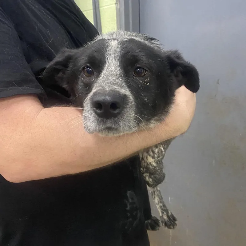 An adult small-sized male Australian Cattle Dog / Blue Heeler dog named Blu cheese for adoption in Corbin, KY