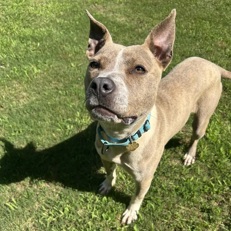 An adult medium-sized female Brown / Chocolate Mixed Breed dog named Pibbles for adoption in Auburn, AL