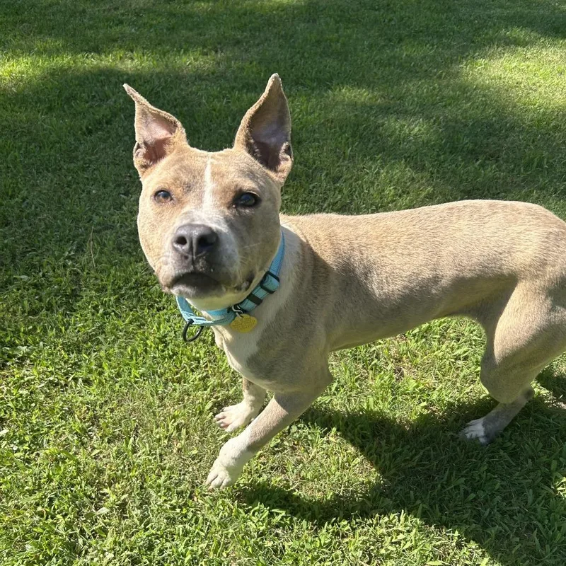 Pibbles thumbnail 2