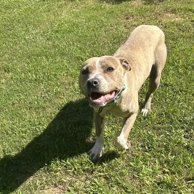 Pibbles thumbnail 3