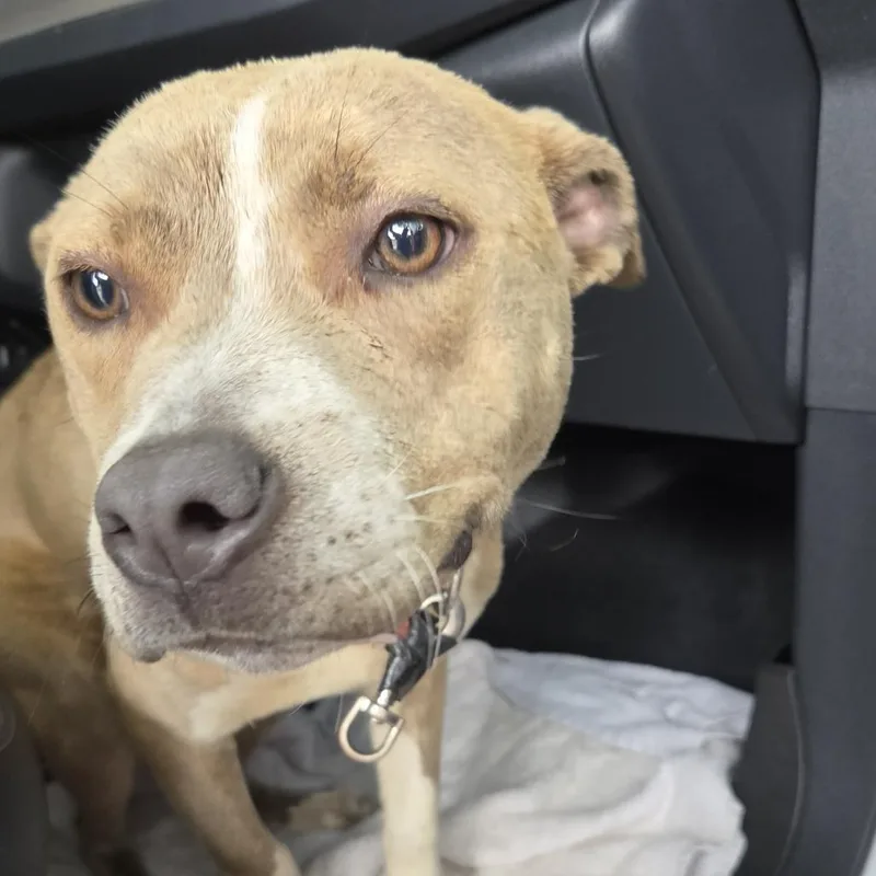 Pibbles thumbnail 4