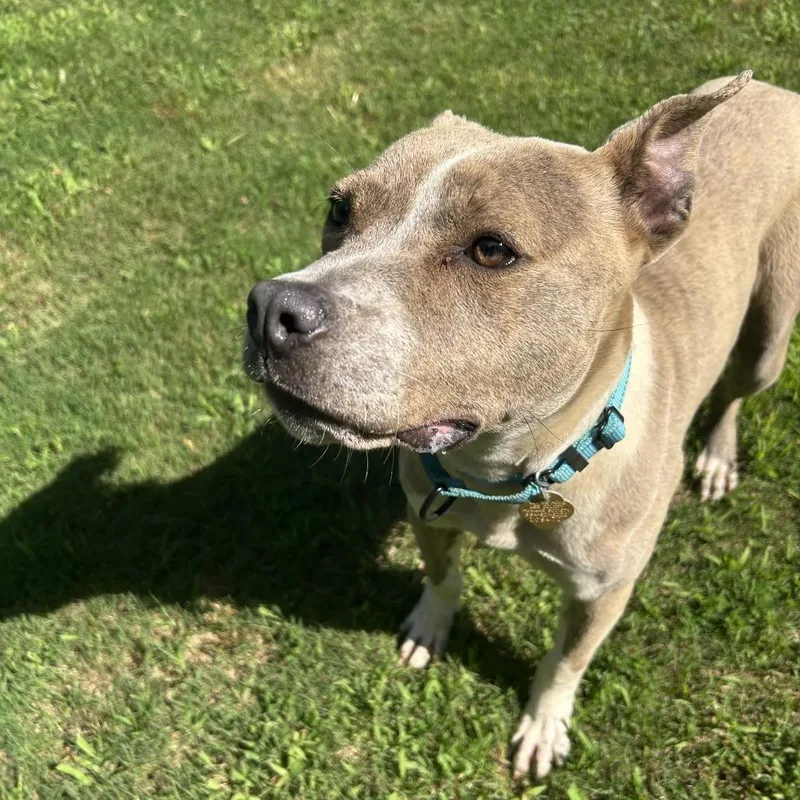 Pibbles thumbnail 5