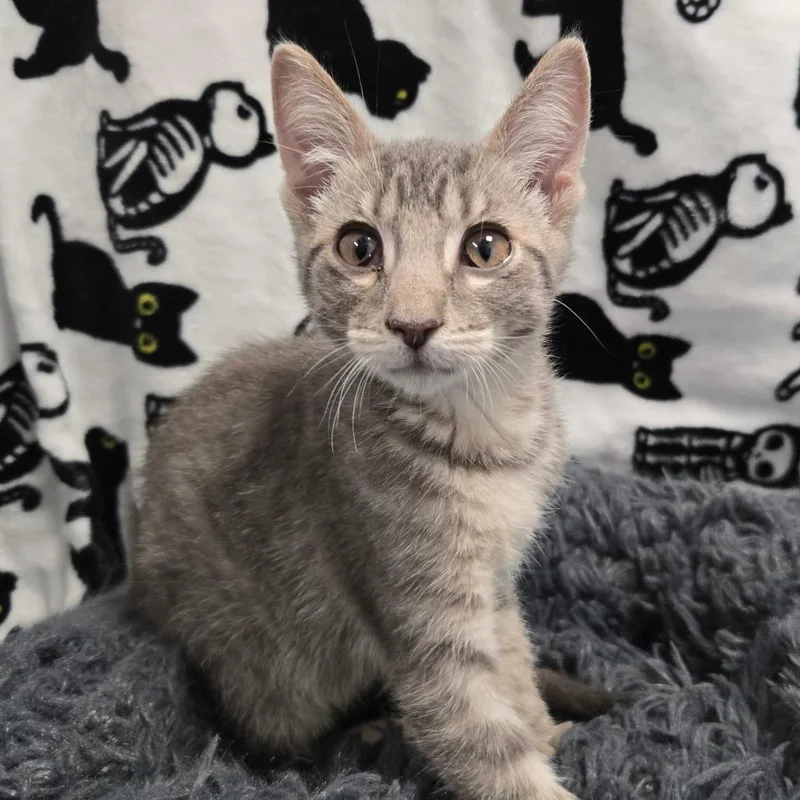A baby small-sized male Gray / Blue / Silver Domestic Short Hair cat named J.j.b.l.t for adoption in West Olive, MI